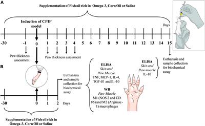 Immunoregulatory Effect of Preventive Supplementation of Omega-3 Fatty Acid in a Complex Regional Pain Syndrome Type I Model in Mice